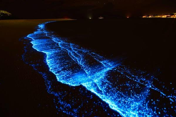 The Dreamlike Blue Sea-Fireflies in Pingtan Become Popular