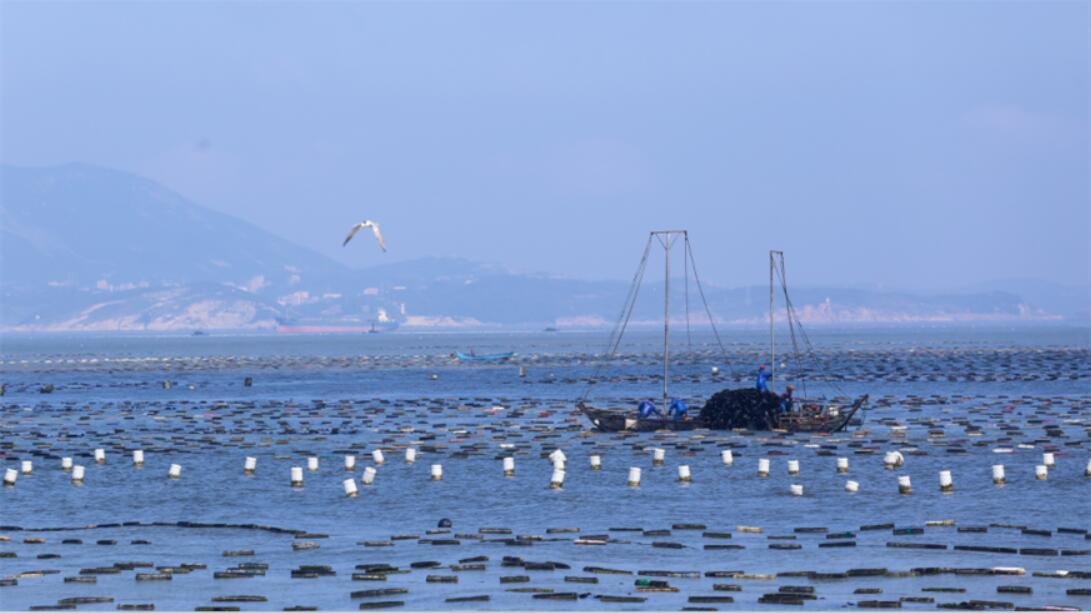 Time for kelp harvest in Pingtan