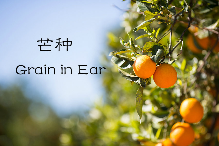 24 Solar Terms: 7 things you may not know about Grain in Ear