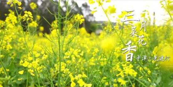 Rape flowers bloom in Pingtan