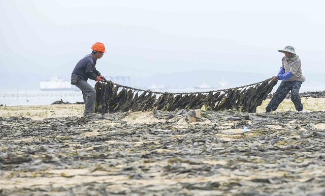 Bumper kelp harvest in Pingtan