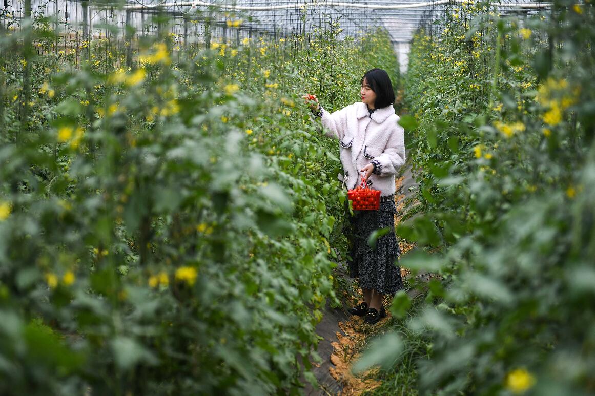 Taiwan-funded orchard ushers in a bumper harvest in Pingtan