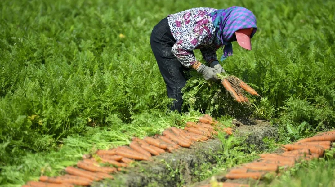 A bumper harvest for carrots in Pingtan