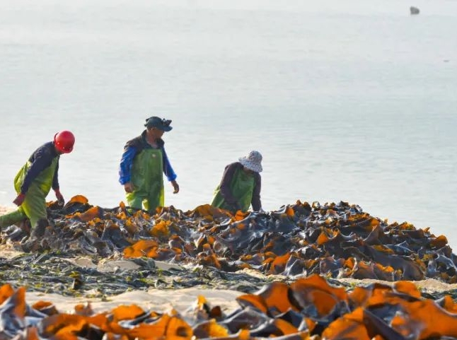 A bumper harvest of kelp in Pingtan