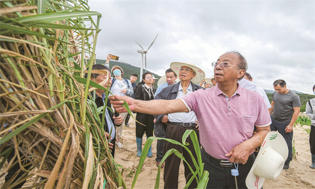 Academicians and experts inspect “magic grass” in Pingtan