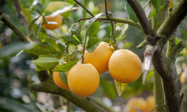 Bumper navel orange harvest in Pingtan
