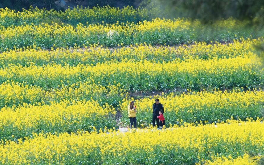 Spring blossoms: Rapeseed flowers in full bloom in Pingtan