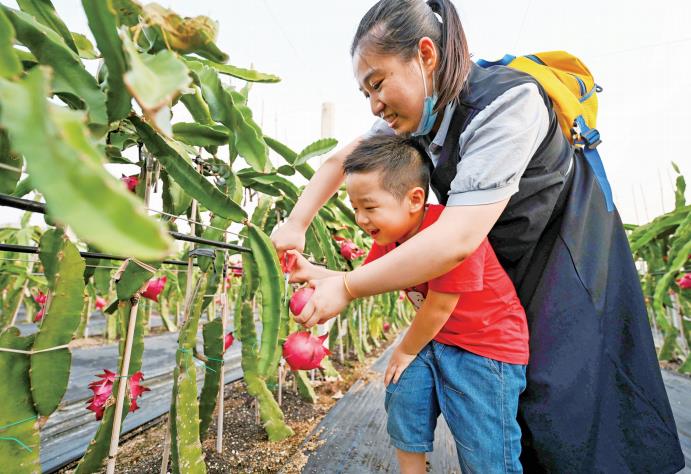 From field to fork: Experience dragon fruit picking at Fujian-Taiwan agricultural integration base in Pingtan 