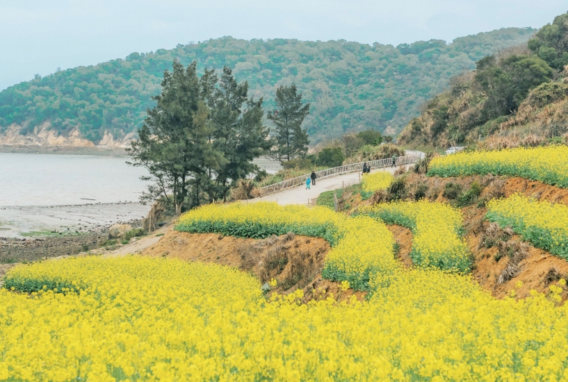 A sea of gold: Xianjian Village's breathtaking rape flower bloom