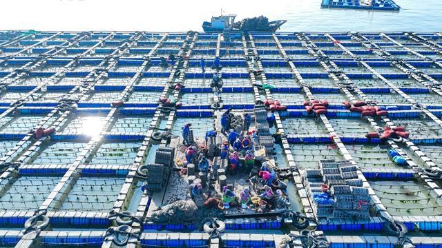 The season for abalone seedling distribution