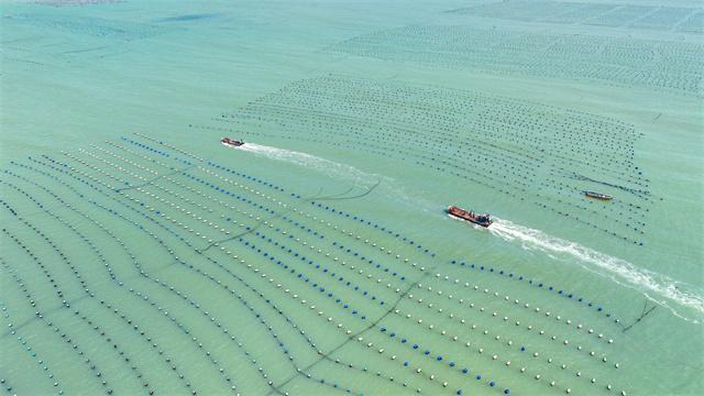 Pingtan's abalone earns China's only green food certification, driving market demand