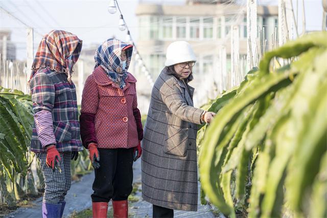 Taiwanese agronomist brings prosperity to village in Pingtan
