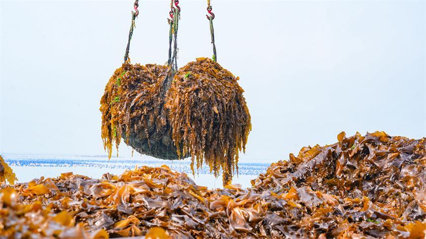 Spring harvest: Pingtan' s kelp seedlings thrive