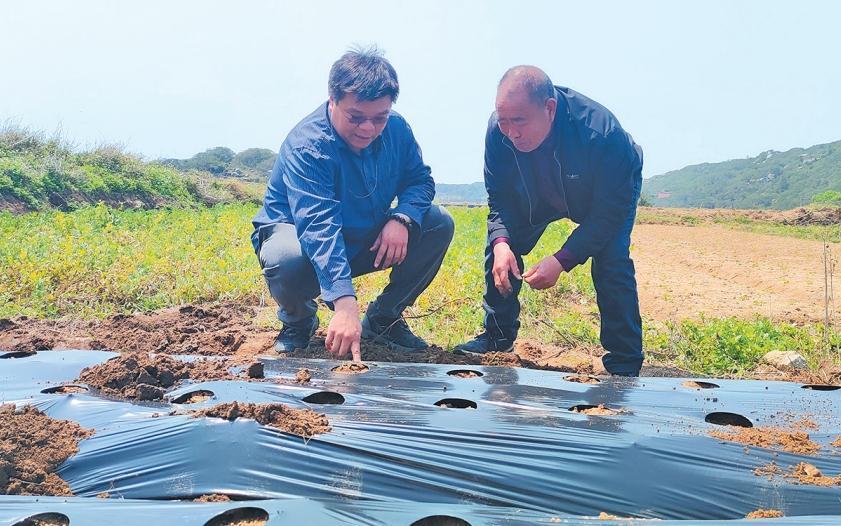 Okra from Taiwan takes root in Pingtan as cross-Straits agriculture thrives