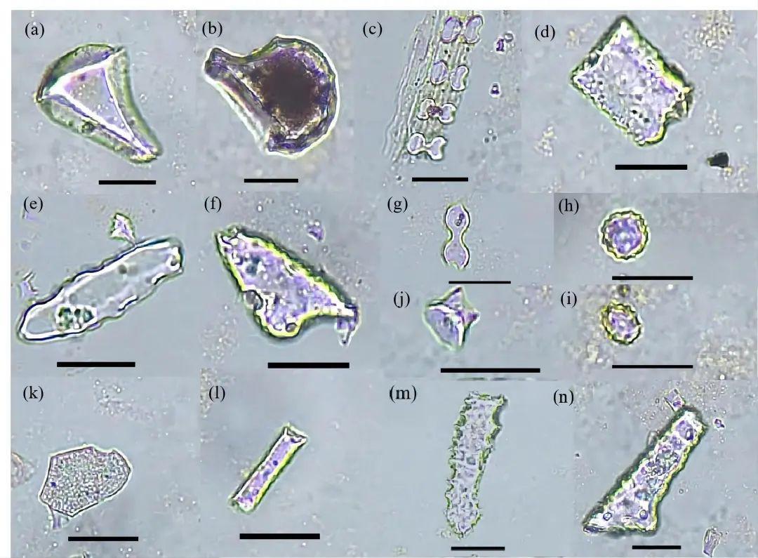 Rice Residues: Decoding the secrets of prehistoric meat and plant-based diets