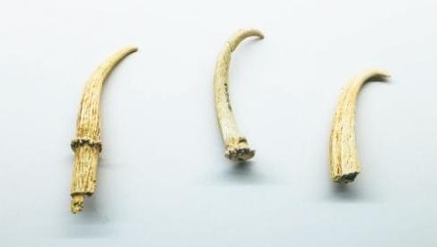 Bone Artifacts: Reflecting ancestors' fishing and hunting life