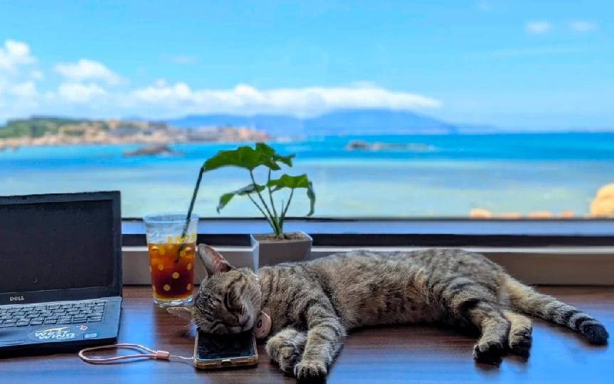 A seaside ruin becomes Pingtan's most heartwarming cat-and-coffee refuge