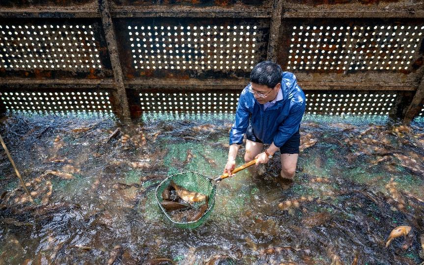 Pingtan's deep-sea steel cages breed 