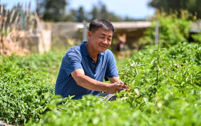 Taiwan's new grass jelly plant variety harvests first crop in Pingtan