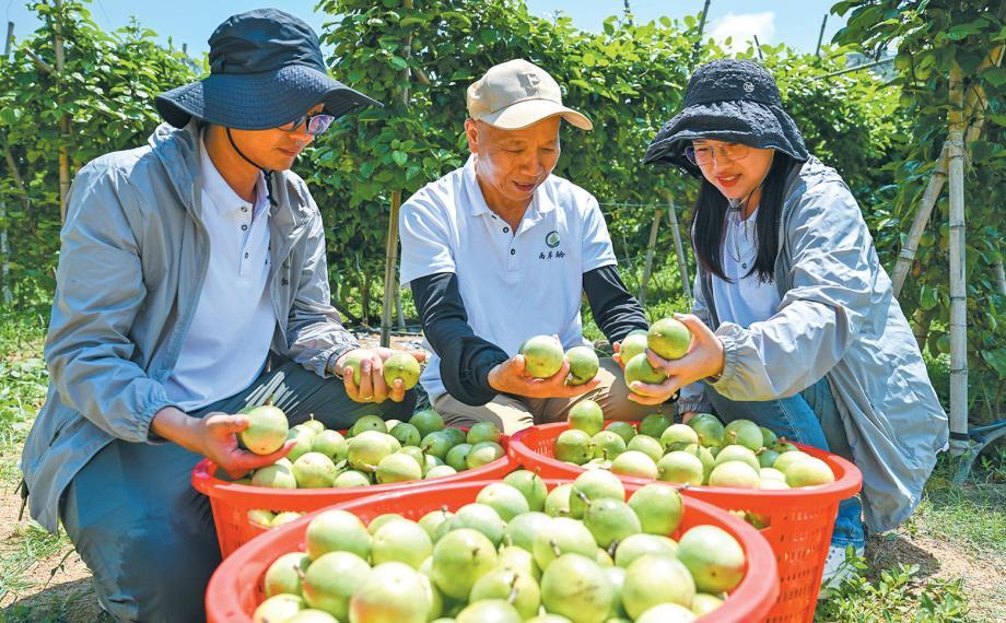 Taiwanese passion fruit reaps bountiful harvest in Pingtan, attracting locals and tourists
