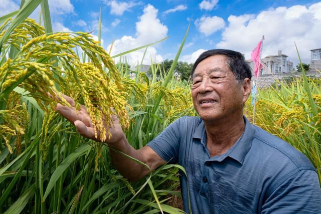 Pingtan's village enjoys autumn rice harvest