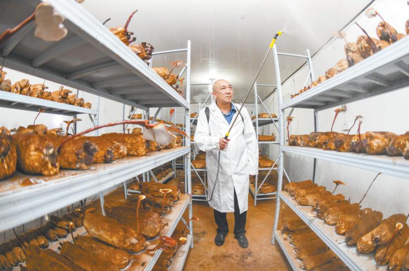 Pingtan couple brings Taiwanese fungus cultivation to mainland, builds cross-Straits supply chain