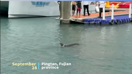 Dolphin rescued in Pingtan