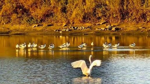Photographer captures thousands of birds in flight with just a smartphone over 8 years in Pingtan