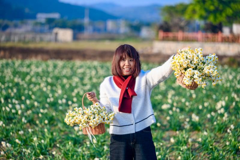Winter daffodils bring seasonal calm to fields in Pingtan
