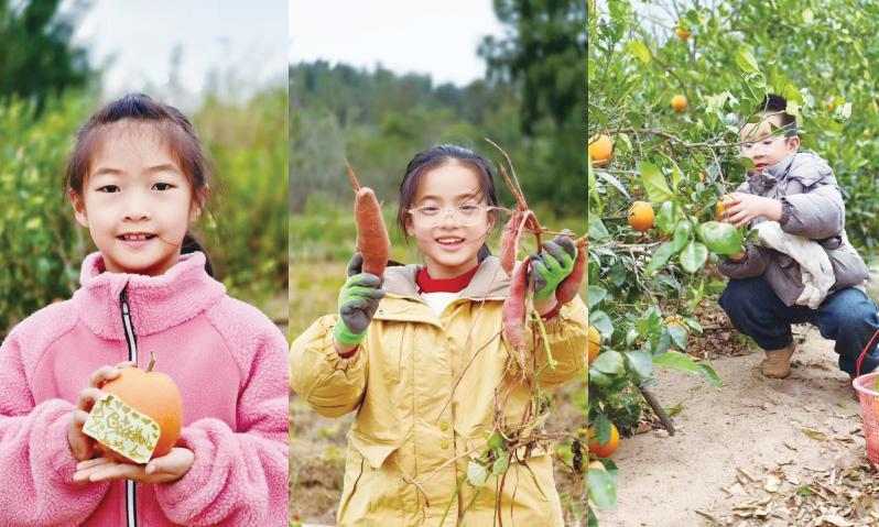 Pingtan's navel oranges bring sweet harvest and joy to visitors this winter