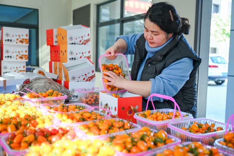 Pingtan launches crisp juicy cherry tomatoes gaining popularity