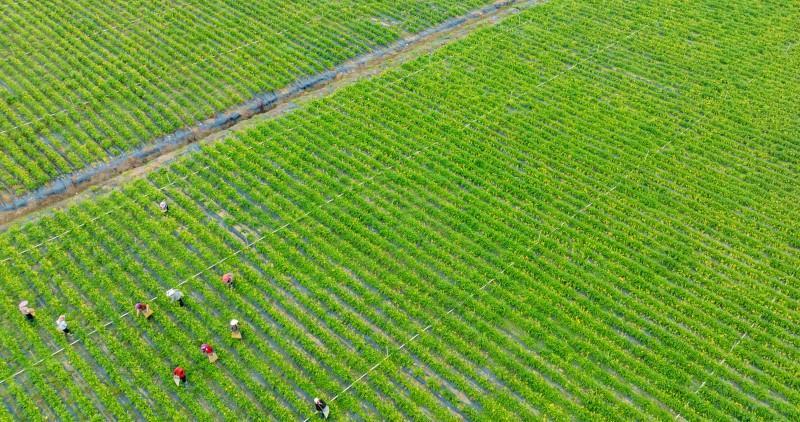 Taiwan daylily harvest doubles on Pingtan Island as rural industry expands