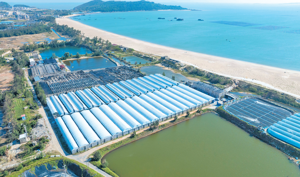 Tiny seahorses help power rural prosperity on Pingtan Island